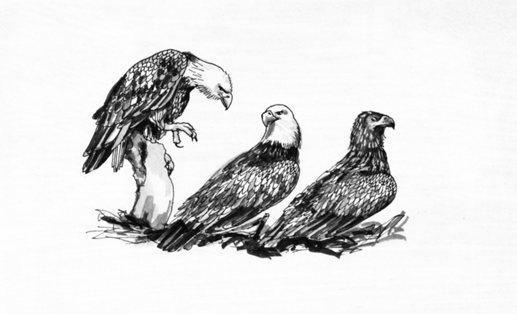 baldeagles.png